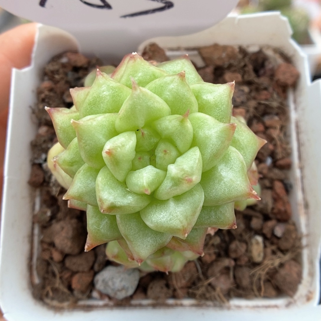 灯泡珍妮白锦可拍453号