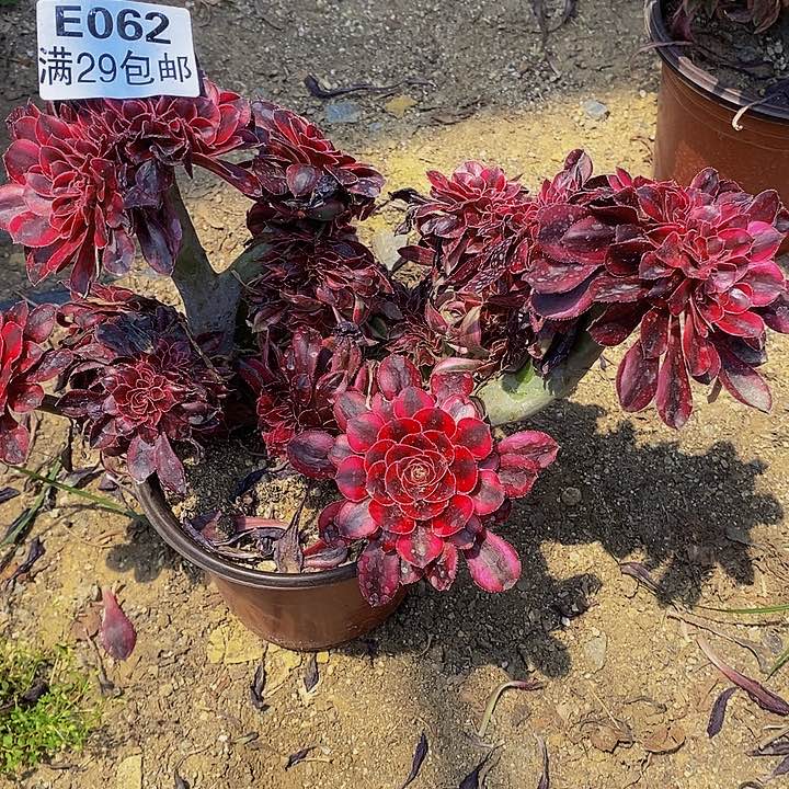 多肉香奈儿缀062多肉