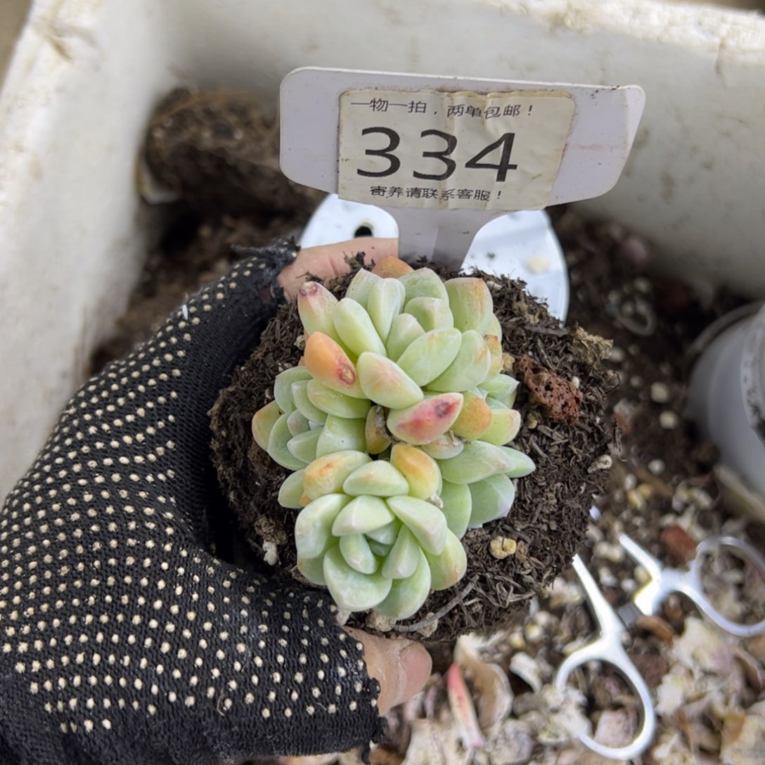 红陶?**妮334号多肉植物