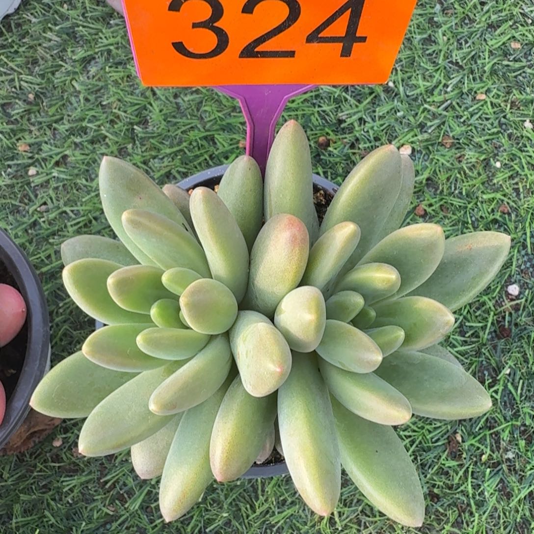 橙色奇迹多肉植物324