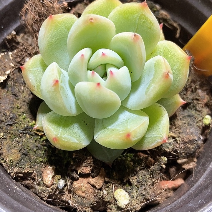 多肉植物雪花1608