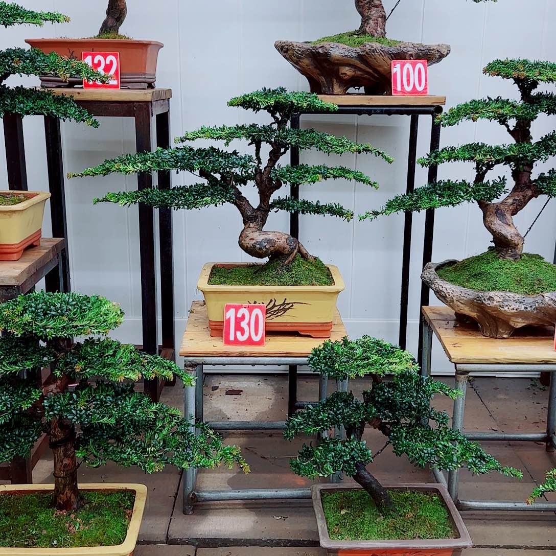 完全开放盆景园林盆景