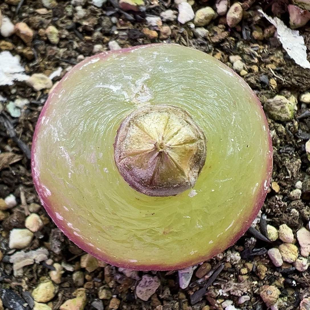 704灯泡带盆土发货