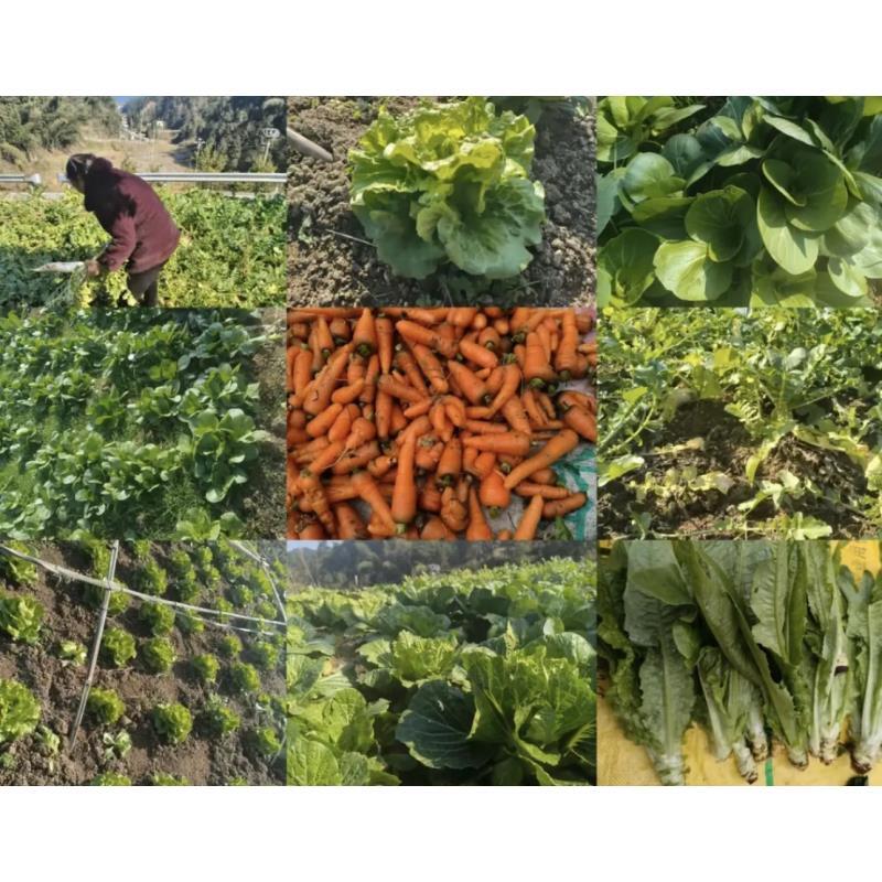 滇缅山货-集市农品现卖 蔬菜黄临时链接