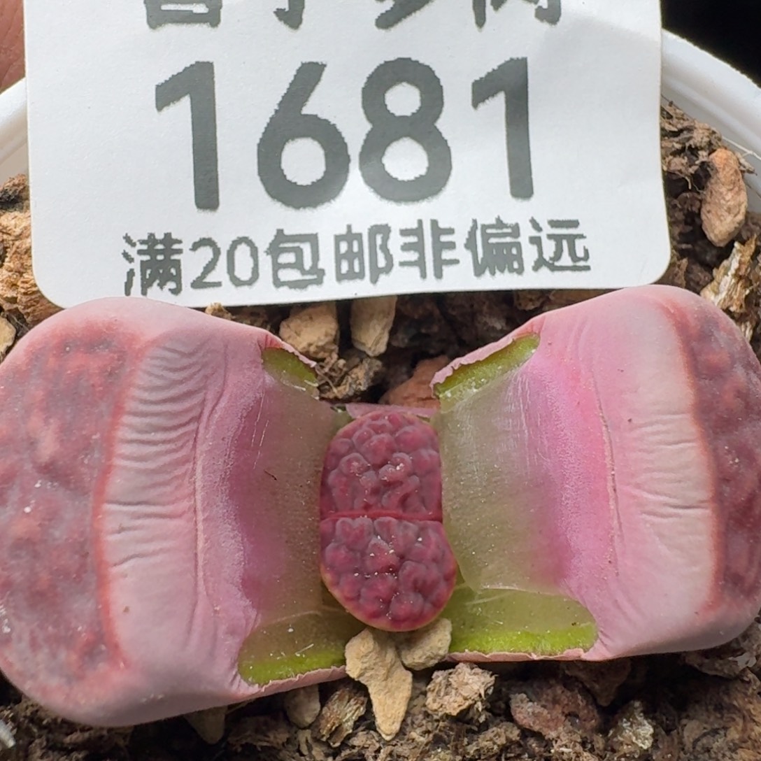 阿克塞尔玫瑰。  带盆土。              灯泡