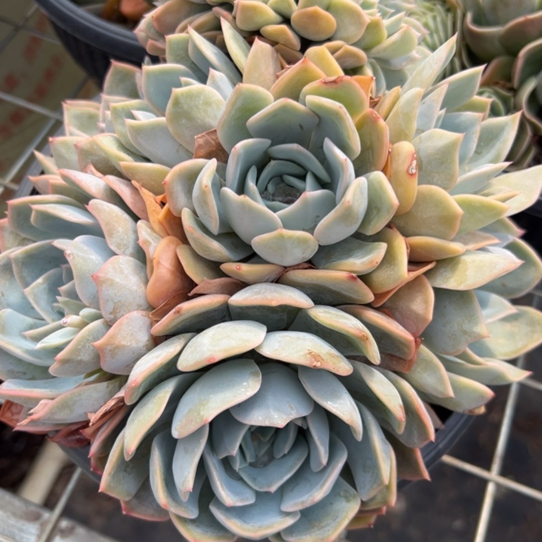 提拉米苏缀，一物一拍