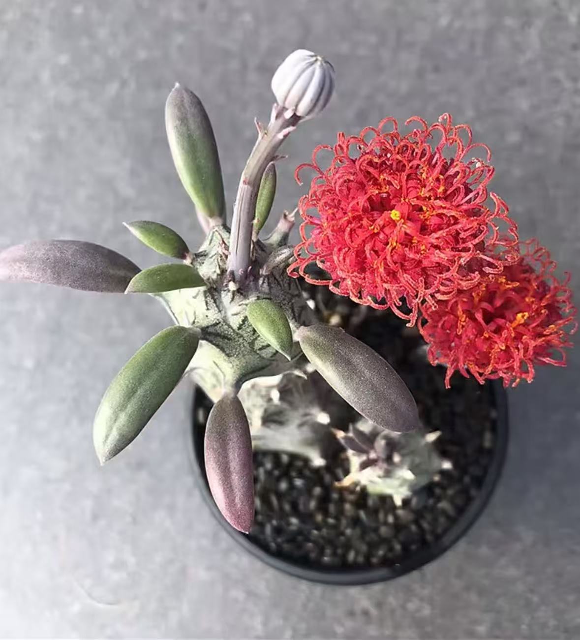 普西利菊2颗   仙人球漳州基地直发 新手好养