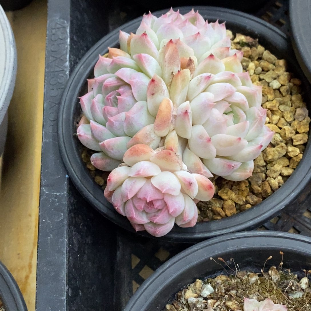 精品多肉一物一拍不包整411