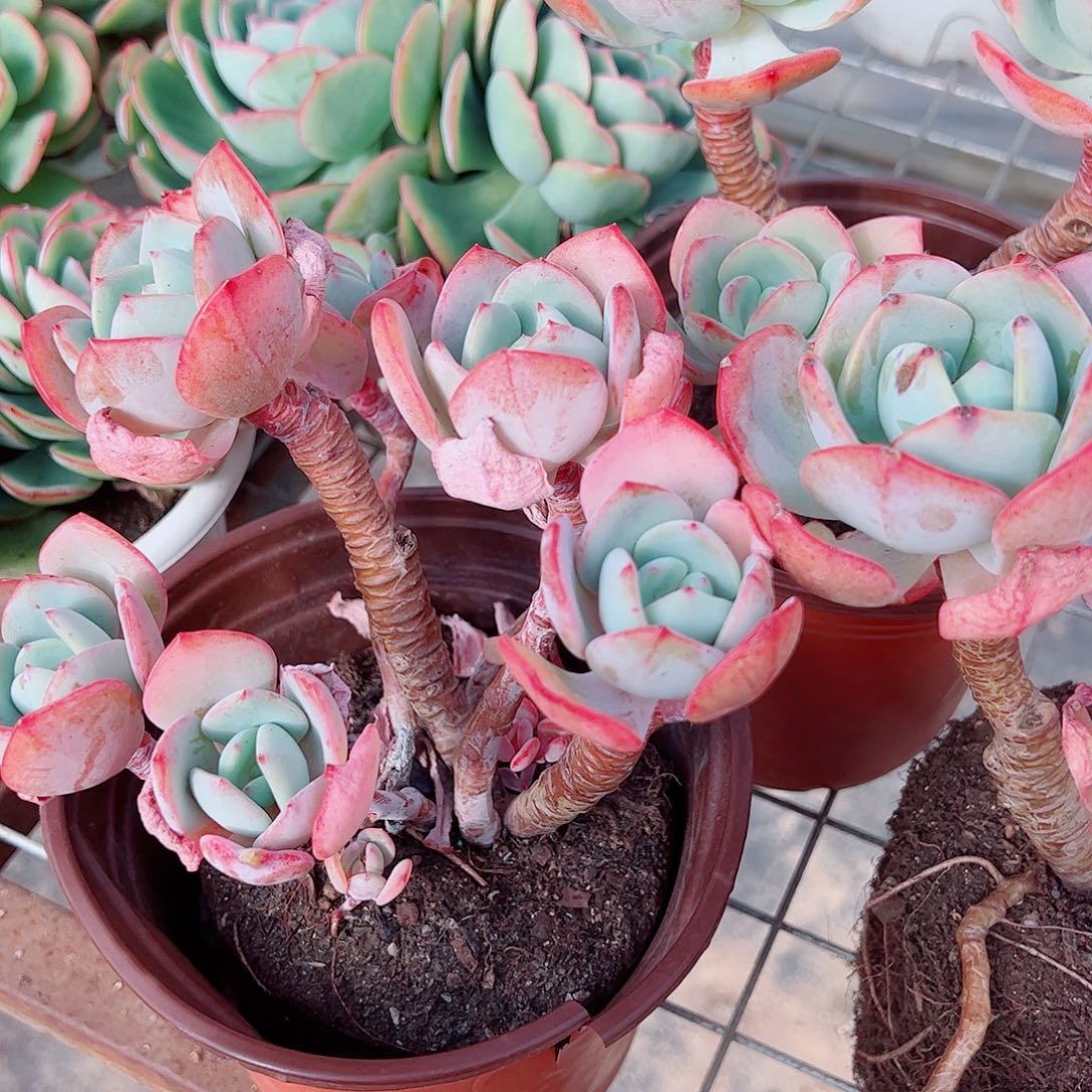 白月光多头群生大长腿