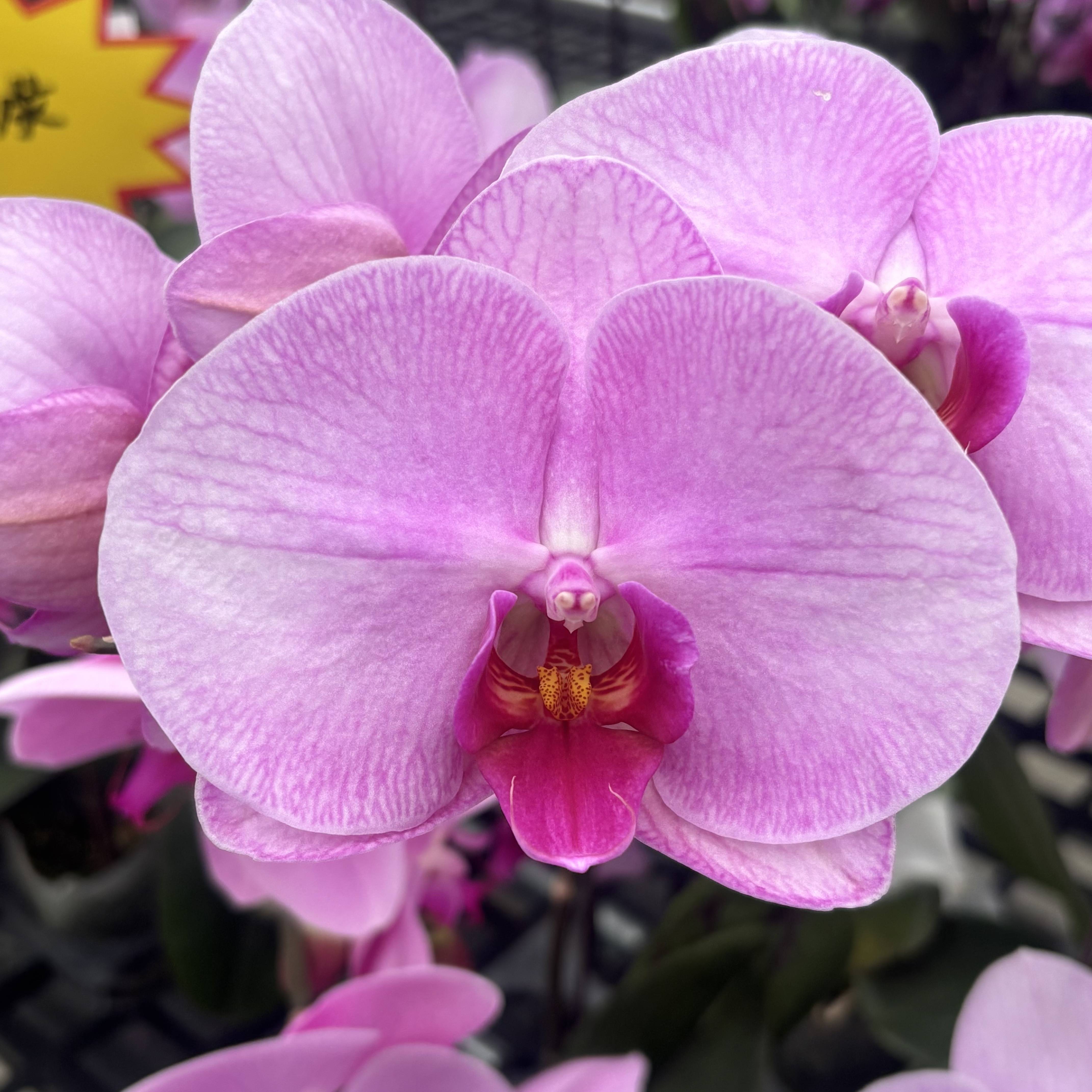 A级蝴蝶兰【倾城】带花，带花剑，四季开花室内好养