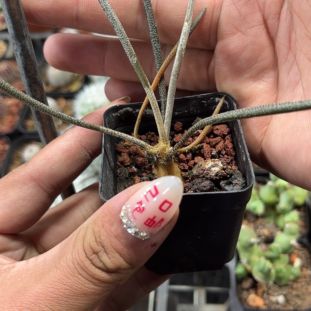 美杜莎单头发货单头发