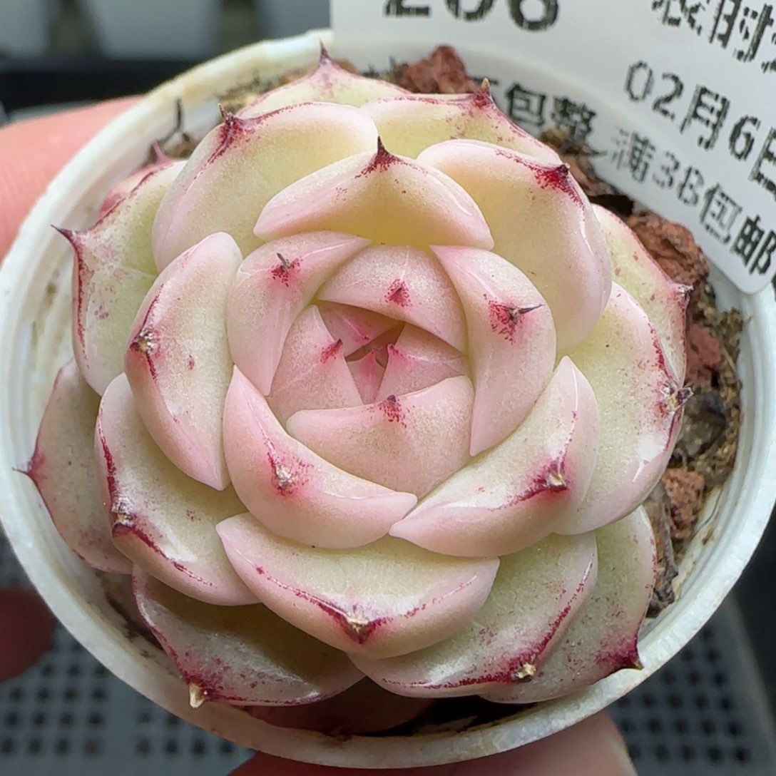 0206-206（小魔仙）