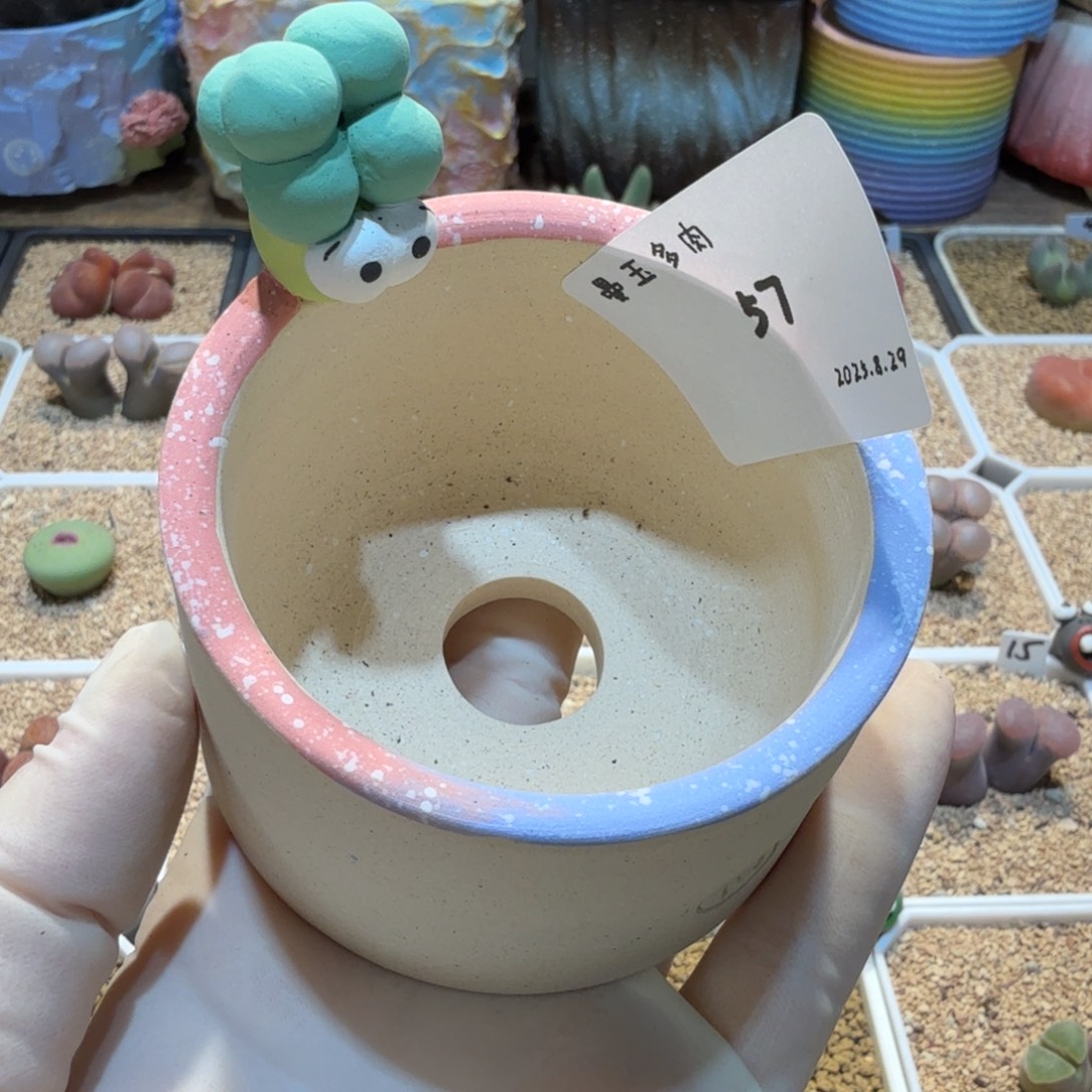 万***筒多肉多肉多肉8.29-057