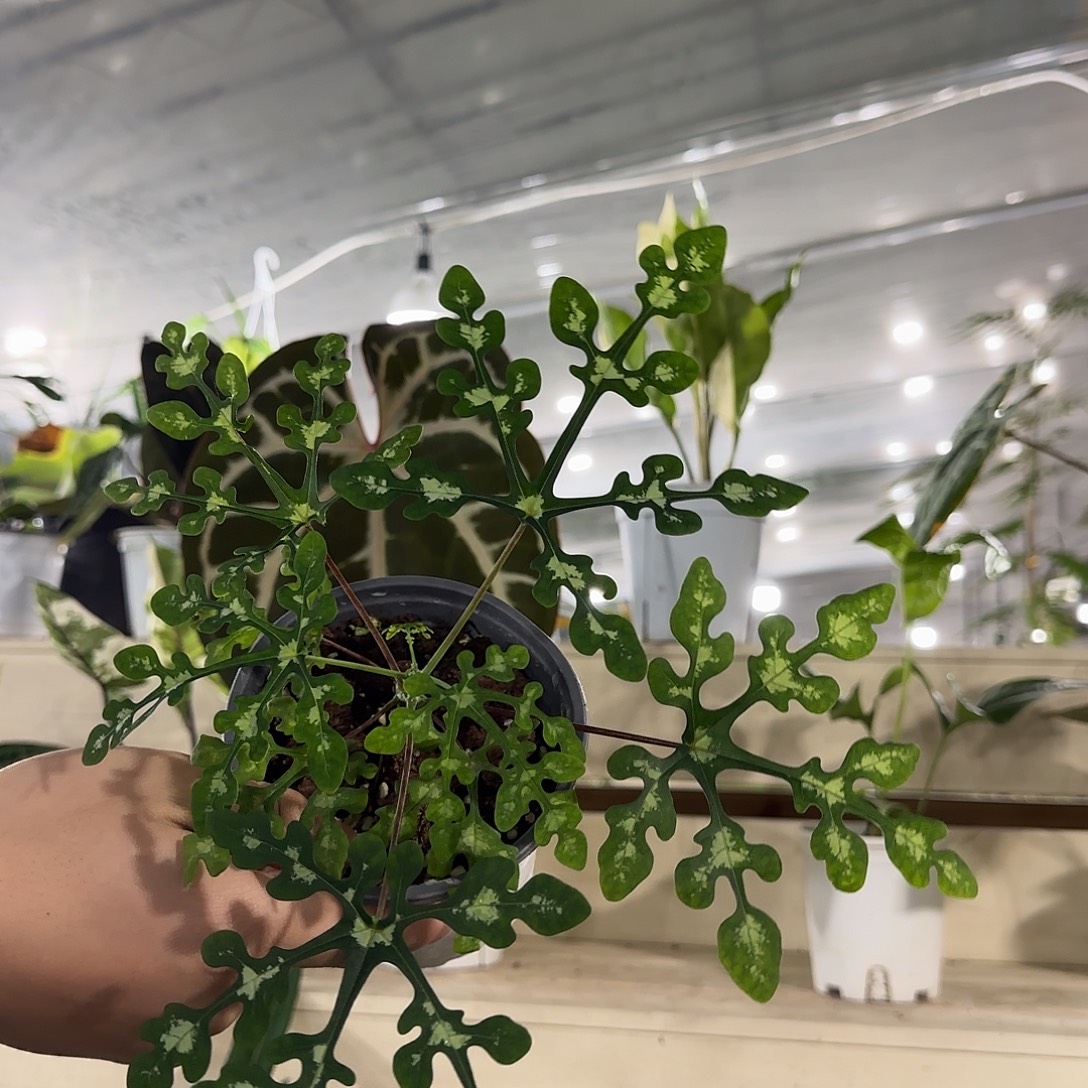 无花朵雪花西番莲