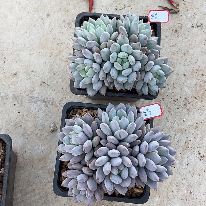 半夏两颗缘缘正版粗腿