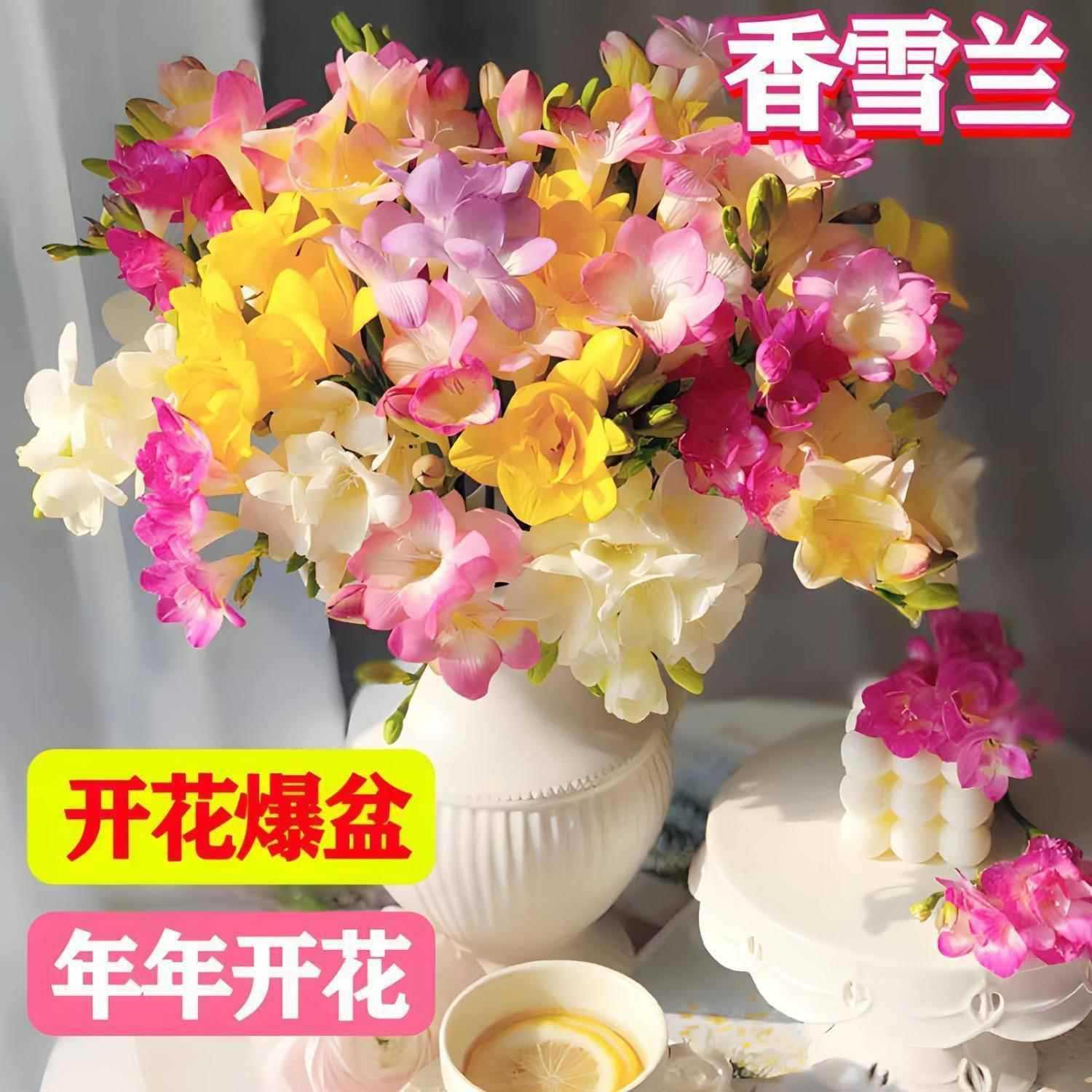 重瓣香雪兰种球四季种植小苍兰室内盆栽花卉植物易种好养活花种子
