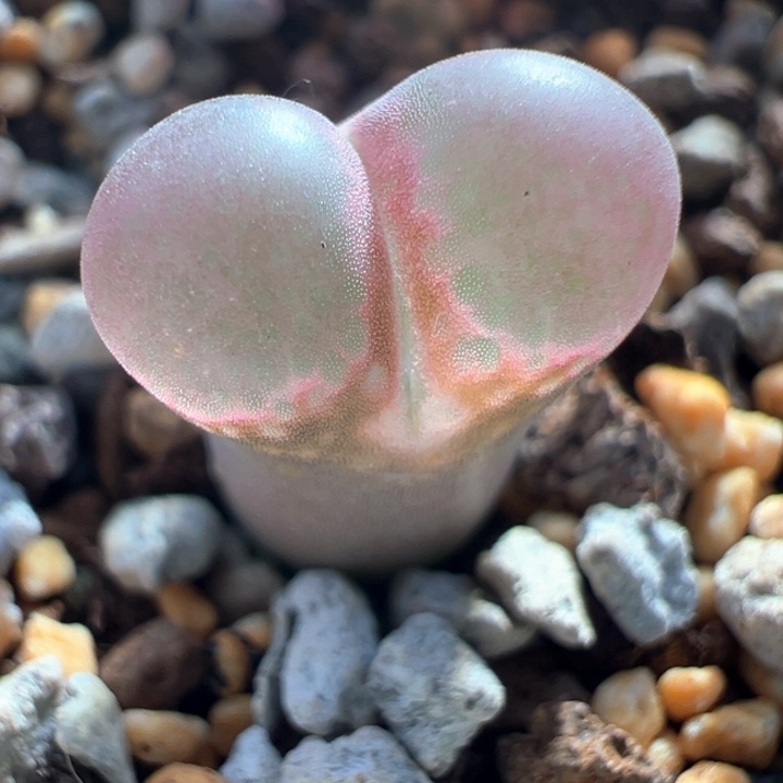 A798.  优选三年母本黑眼豆豆。   