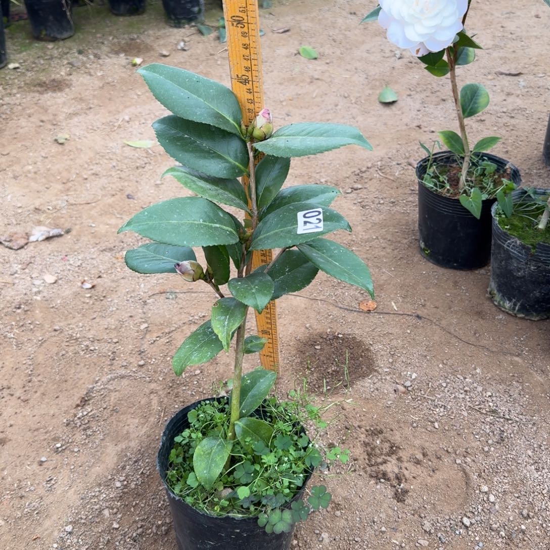 少量花朵（建议范围：2朵-5朵 或40%以下）021青黑不分花色