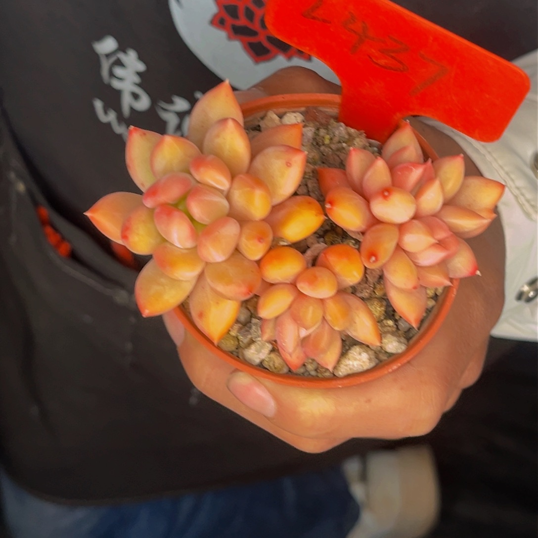 2437号晚上多肉植物群生多肉