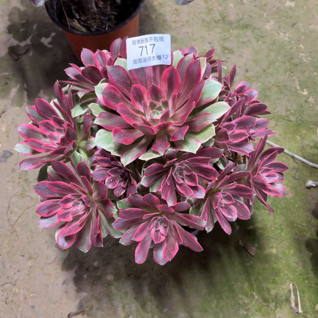 717浣纱多肉植物法师