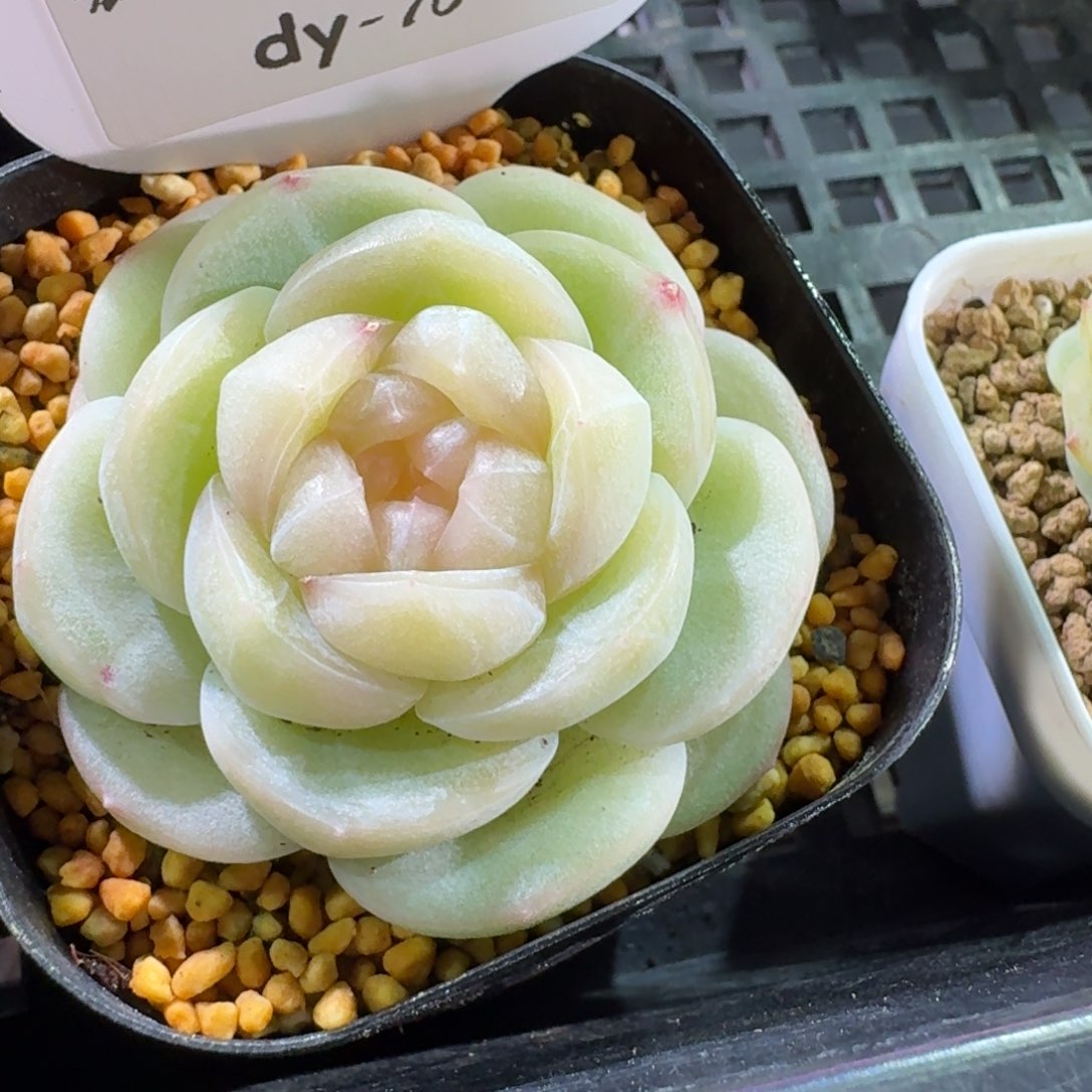 0130-070-望舒单头