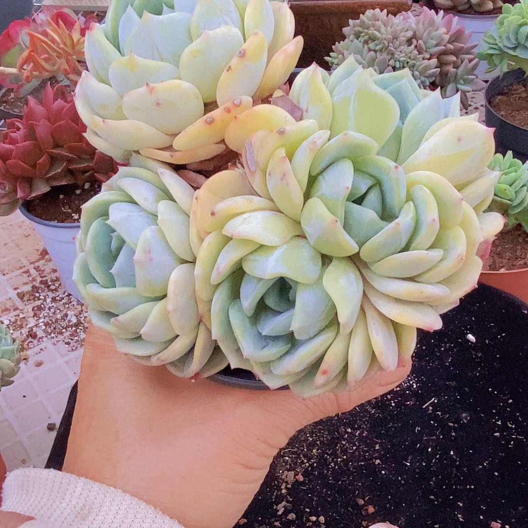 多肉植物非常福利劳林