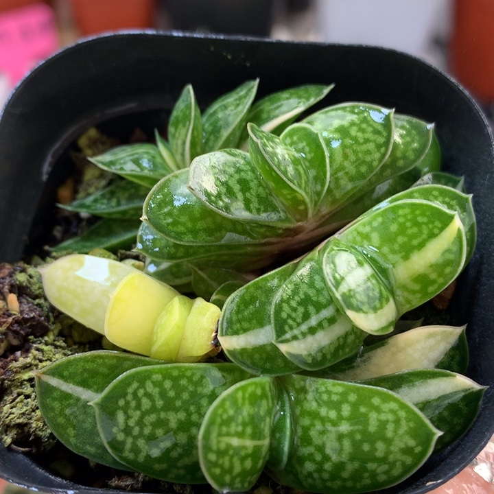 子宝锦带盆土发货