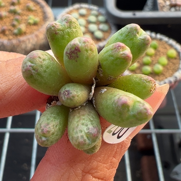 260号这颗多肉有点好看