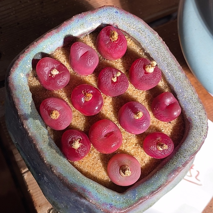 海***～30352。   一组蟠桃。  