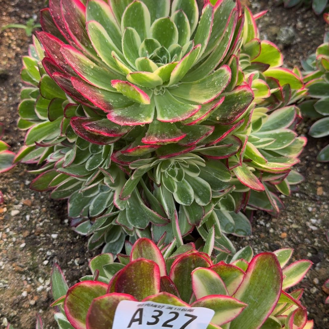 小*329海王到秋天。多肉植物