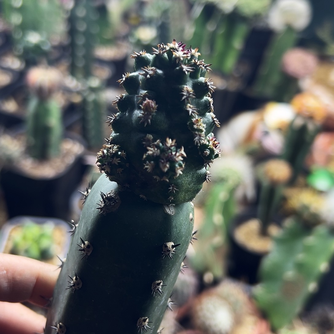 短豪刺青花虾仙人球1111111111