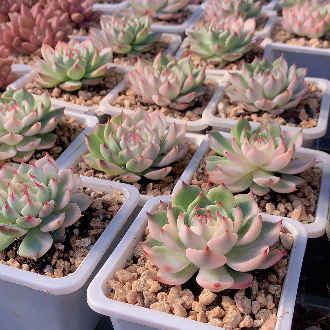 吉娃娃锦2盆0000000000000000