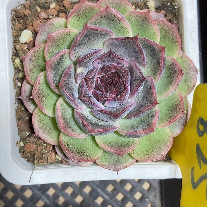 多肉植物至尊宝825