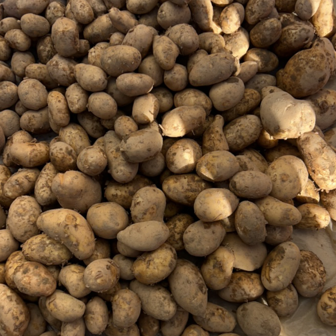 【豆l本地农家原生态新鲜现摘豆角豇豆