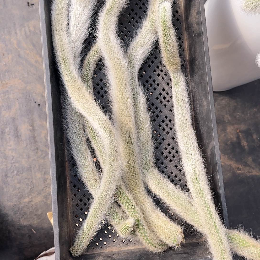 九尾狐尾巴50公分六条发货