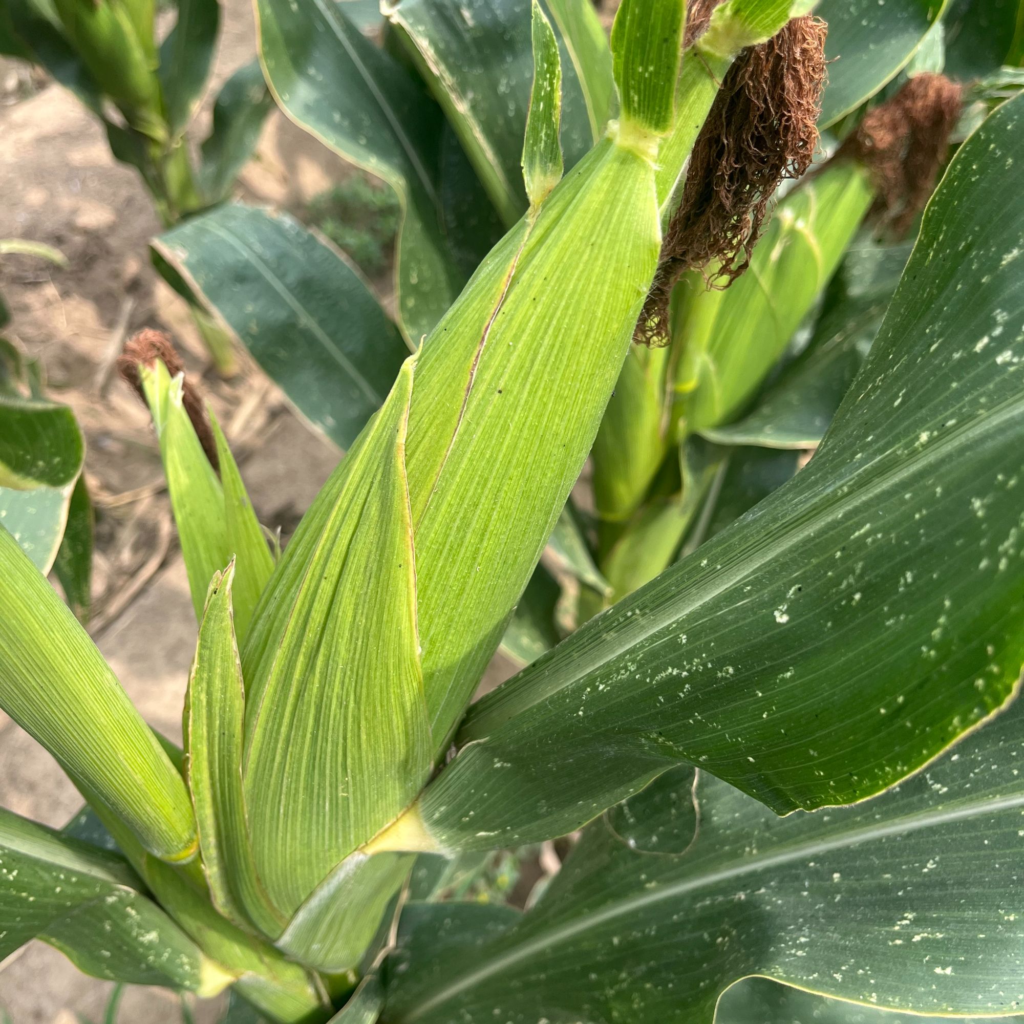 【10个】山东本地大田五彩花糯甜糯玉米10个新鲜山东省