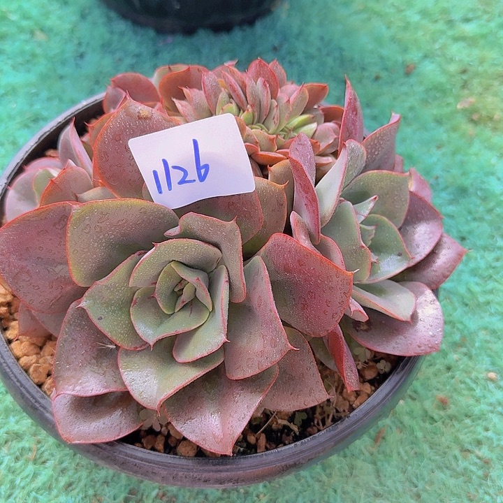 1126梦娜丽莎缀多肉植物
