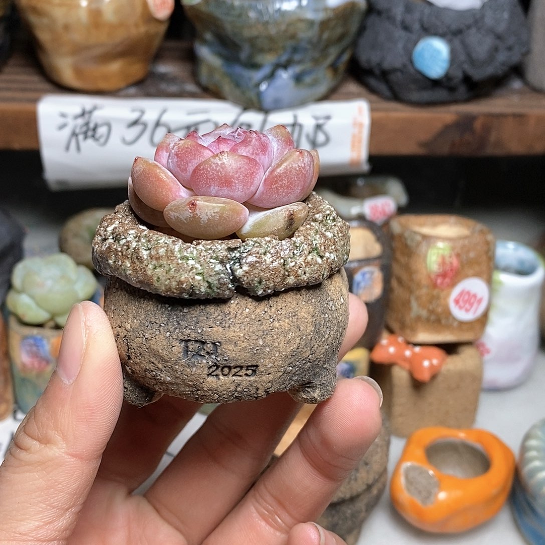 红陶拍5送一个小