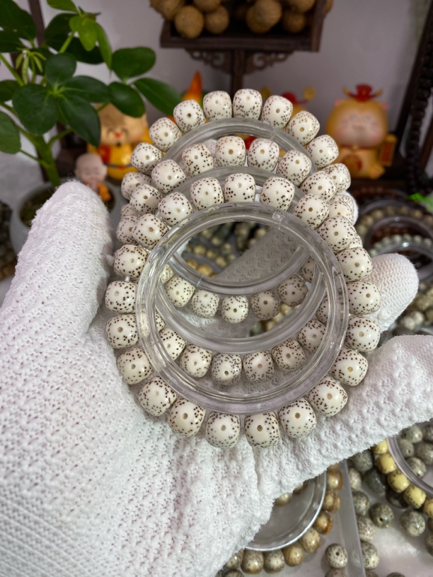 11*10原生态顺白大眼睛小细星星月菩提