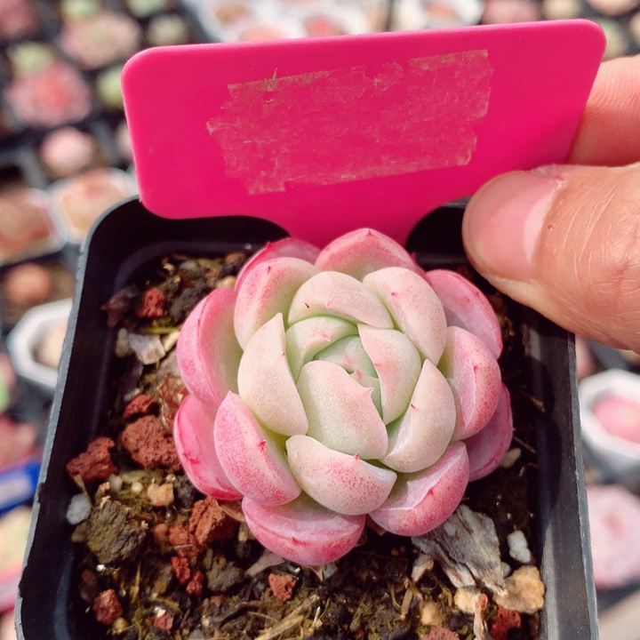 不知名5cm多肉植物