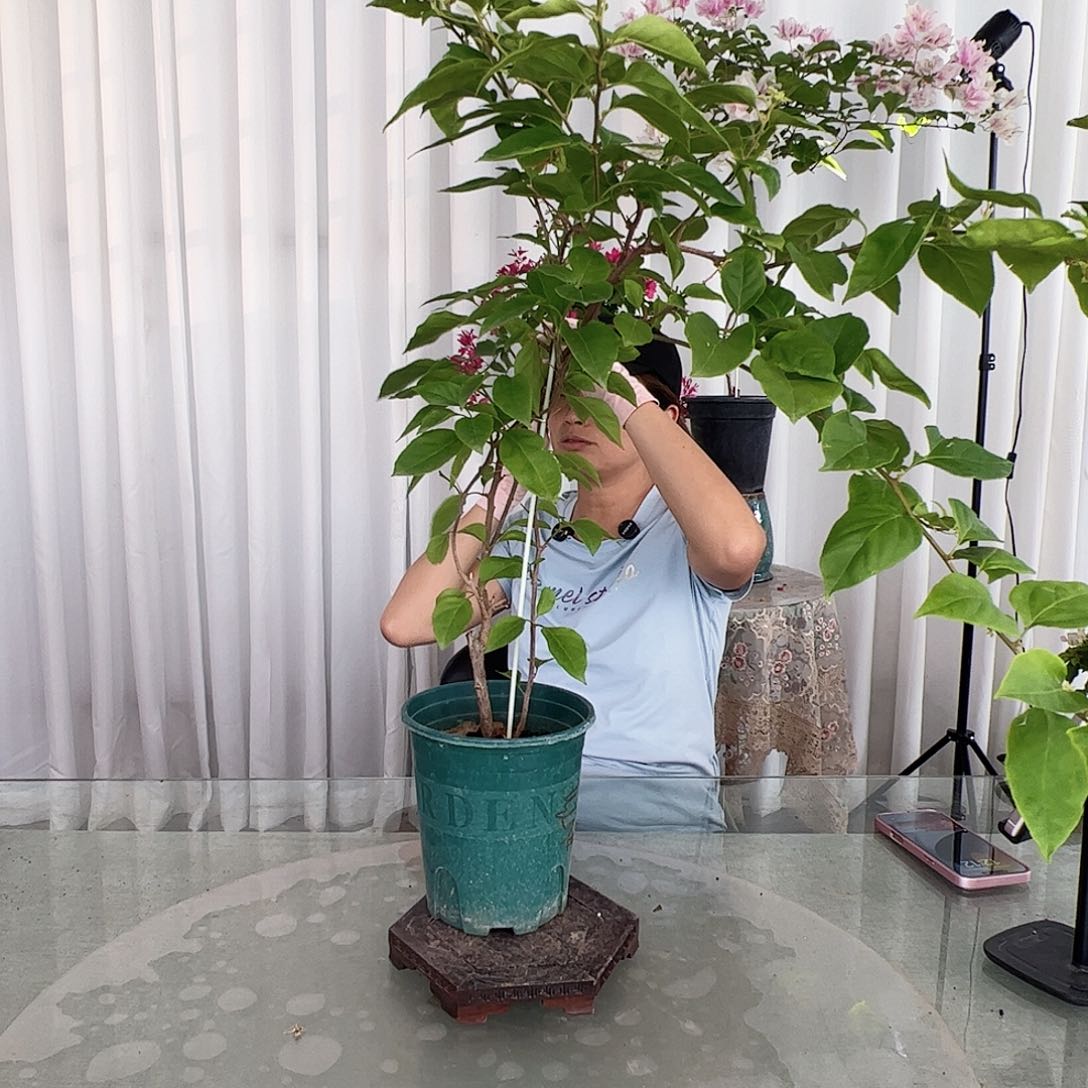 当前无花栽培后可以开花广红樱一棵