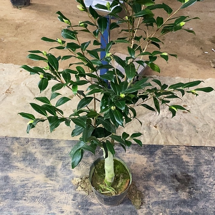 酒红阿兰。 茶花。   