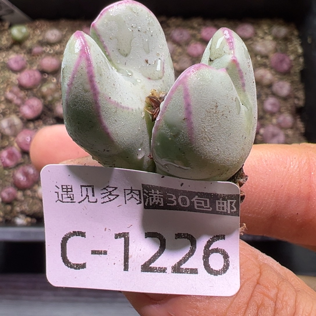 小***m多肉植物11111111111111