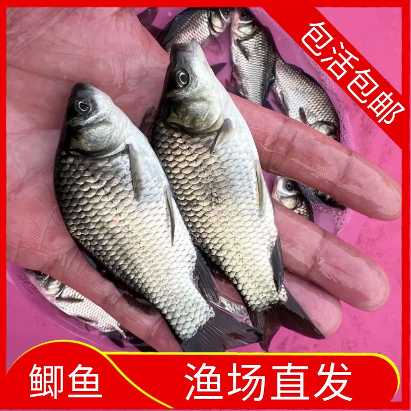鲫鱼苗 中科5号工程鲫土鲫鱼黄金鲫高背鲫批发宠物观赏鱼水族活体