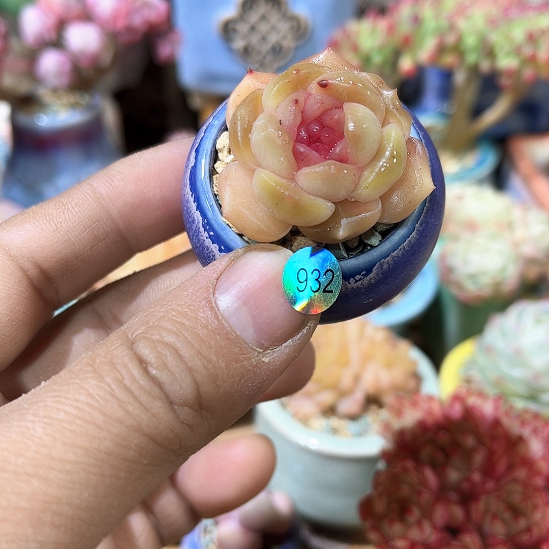 彩恋932 含盆含土发货 30包邮偏远除外