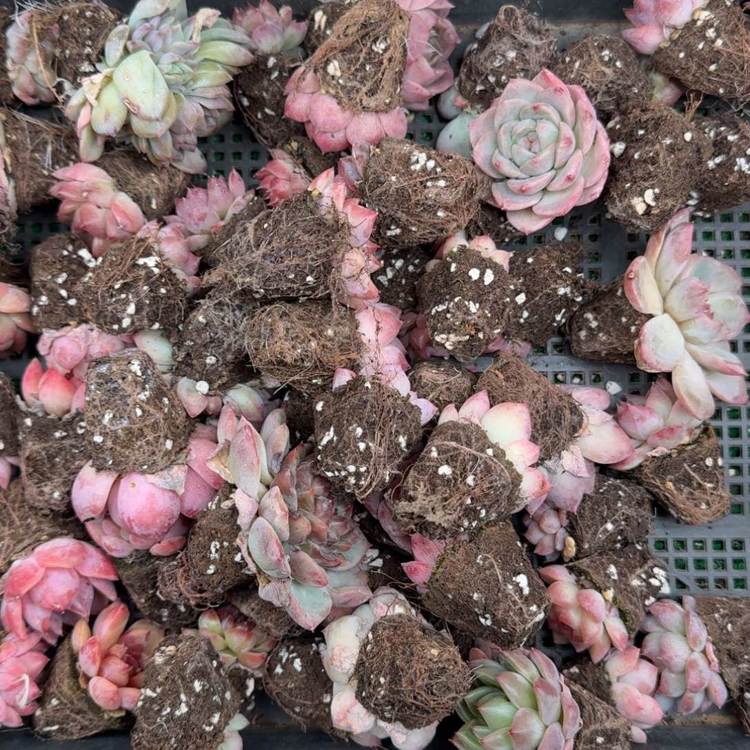 多肉一物一拍13-178