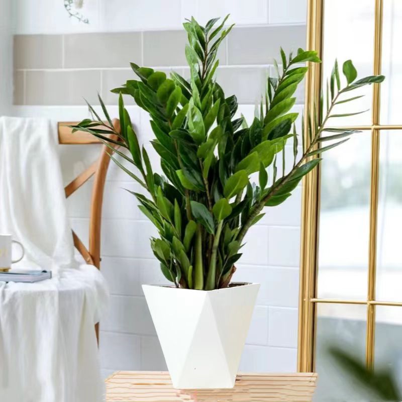 50-60公分金钱树盆栽室内外客厅办公室净化空气四季常青绿植