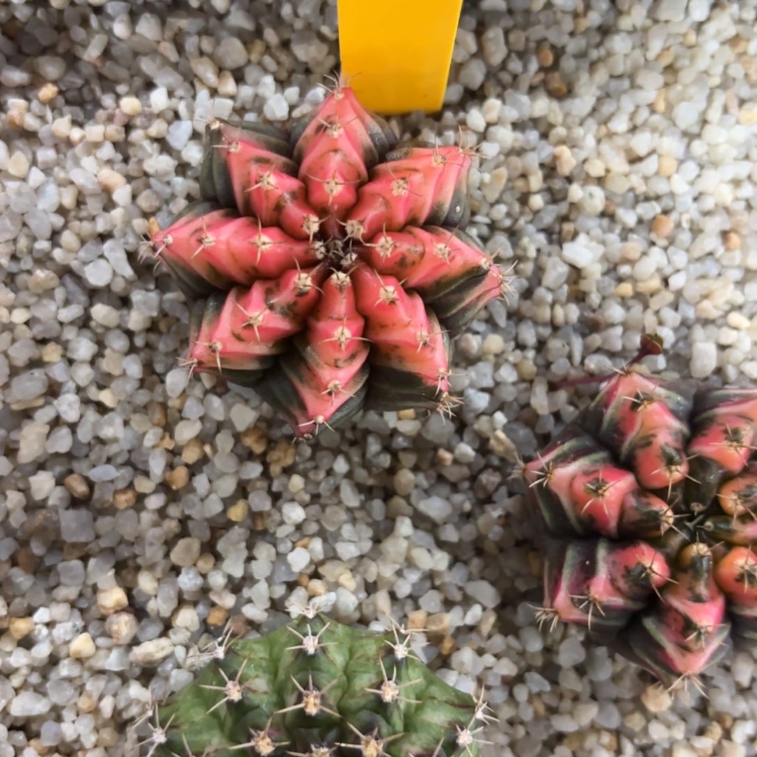 28-0101泰国发货多肉