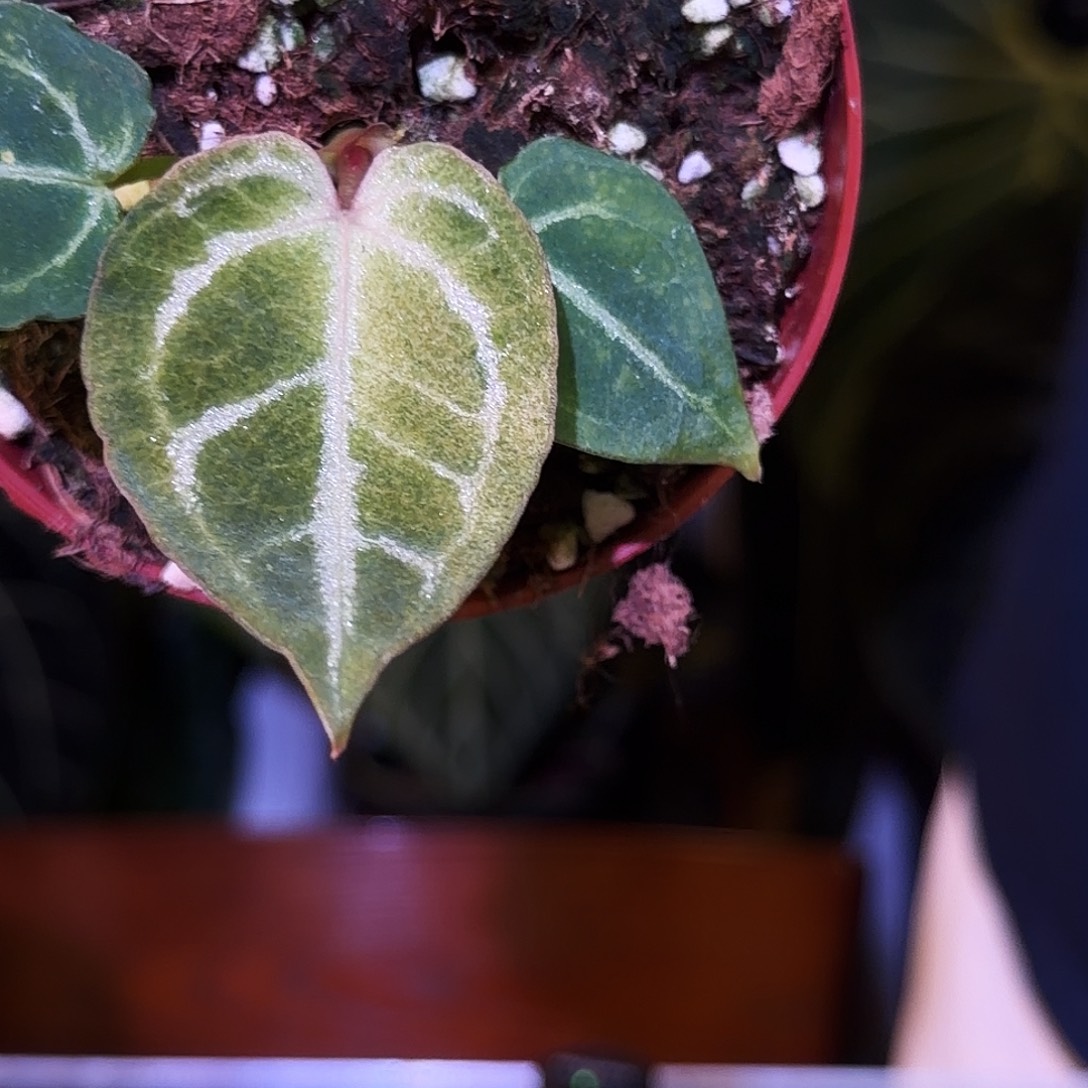 完全开放V149 华丽锦