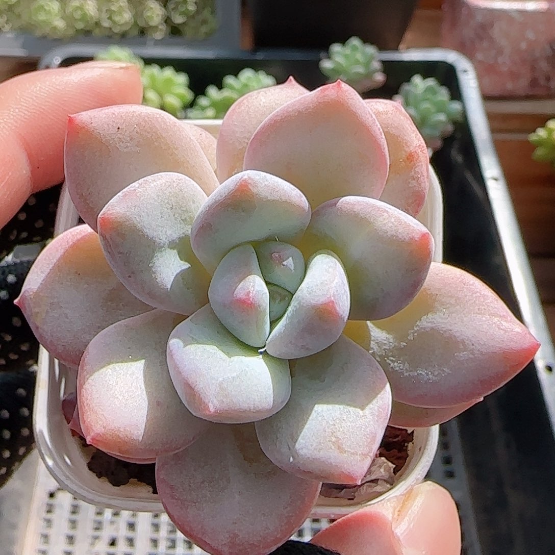 多肉0907-190星星雪